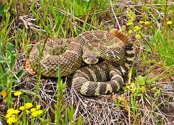 western rattlesnake graphic